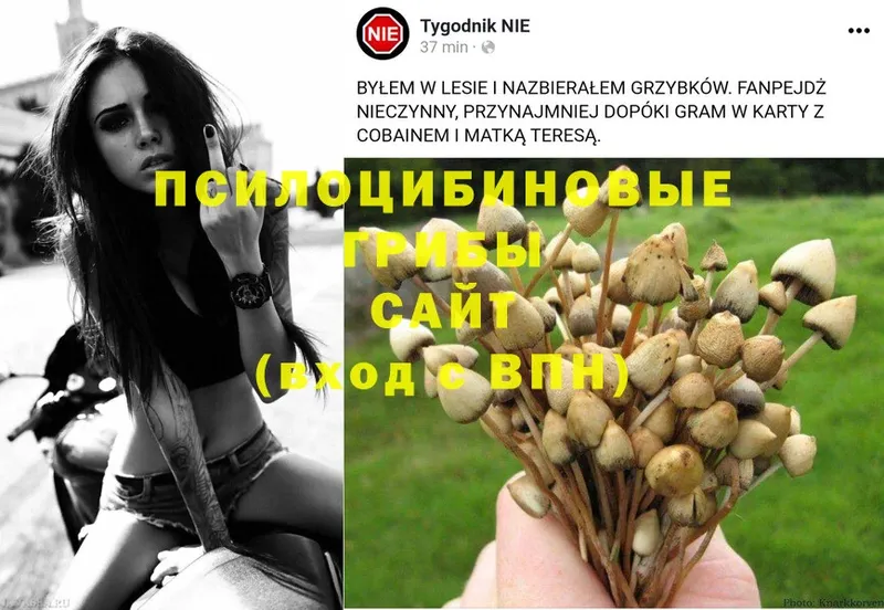 Псилоцибиновые грибы Psilocybe  Набережные Челны 